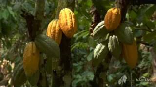 Cacao Organic growing and harvesting