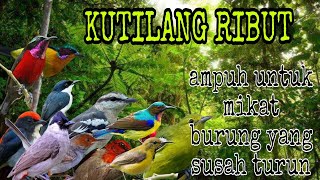 Suara Pikat Kutilang Ribut Terbaru 2023 (suara burung minta tolong)