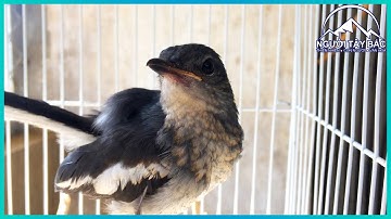 NTB #12 | Chích Chòe Than Non Tập Hót Cực Hay