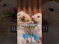 Hamster ini gak mau ngalah…