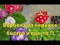 🌼ВЕРБЕНА ИЗ ЧЕРЕНКОВ !!! Быстро и просто !!! Красотки🌼 🌱