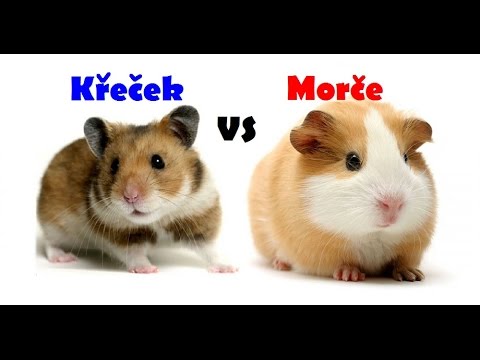 Video: Rozdíl Mezi Morčaty A Křečkem