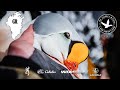 FIRST EVER Filmed Hunt for King Eiders in Greenland - The Journey Within, Waterfowl Slam