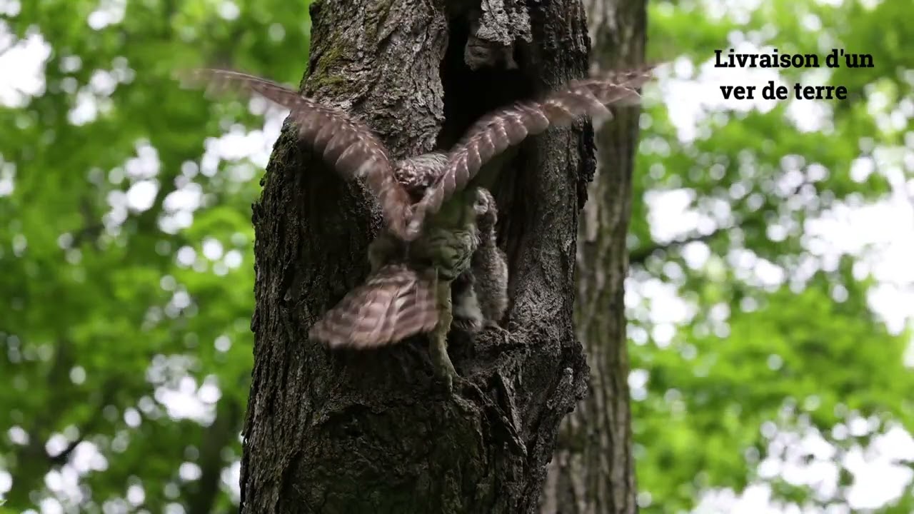 Comment vive une famille de chouettes rayées 3/4. HOW DOES A BARRED OWL FAMILY LIVE 3/4.