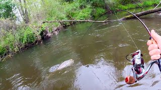 Brown Trout Fishing | HUGE Trout in a TINY Creek