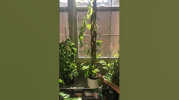 Zella Modular Trellis- Grows with your 🌱 Shop them at www.treleaf.shop