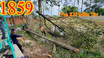 Thót tim với Vua Khỉ Miền Tây khi cưa hạ gốc cây Sao (2/2) Cutting golden oak