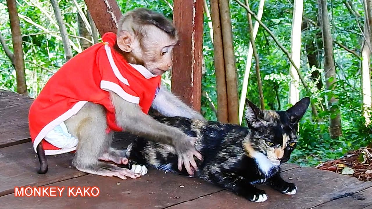 The First Time For Baby Monkey KAKO Play With Kittens