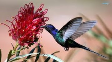 Hummingbirds in Flight - The Amazing Hummingbird Flying Motion in Nature