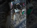 Balle tennis Ø 6 cm Zoomalia