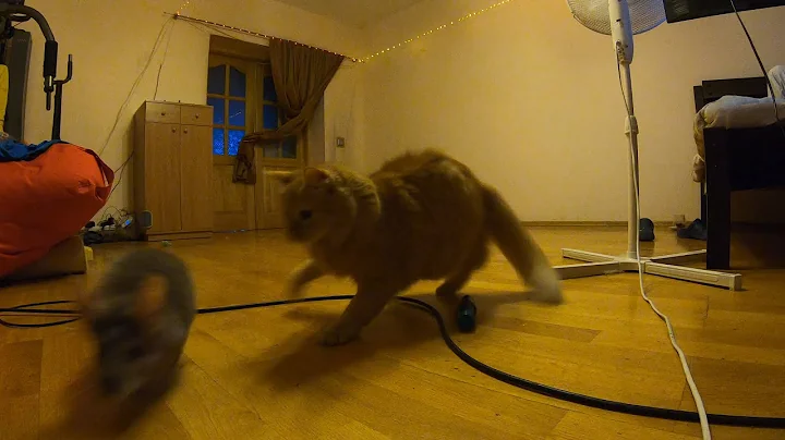 Video 11848661: chinchilla cat playing, compilation