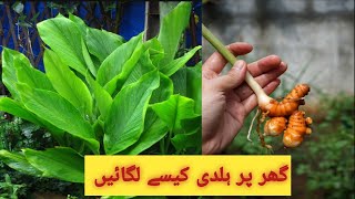 how to grow turmeric at home