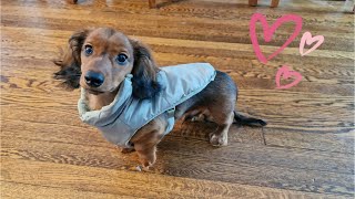 Adventures with Jasper - First Walkies - Mini Dachshund Puppy