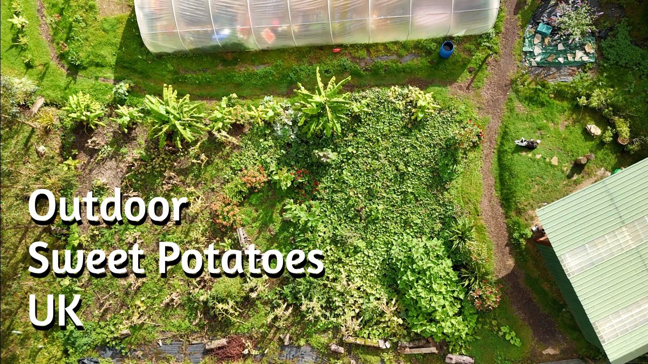 YES! You CAN Grow SWEET POTATOES in the UK - 6yr Timelapse