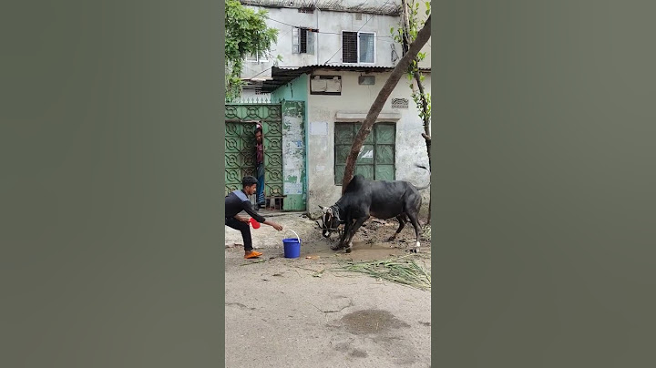 ২০২৩ এর সেরা পাগলা গরু