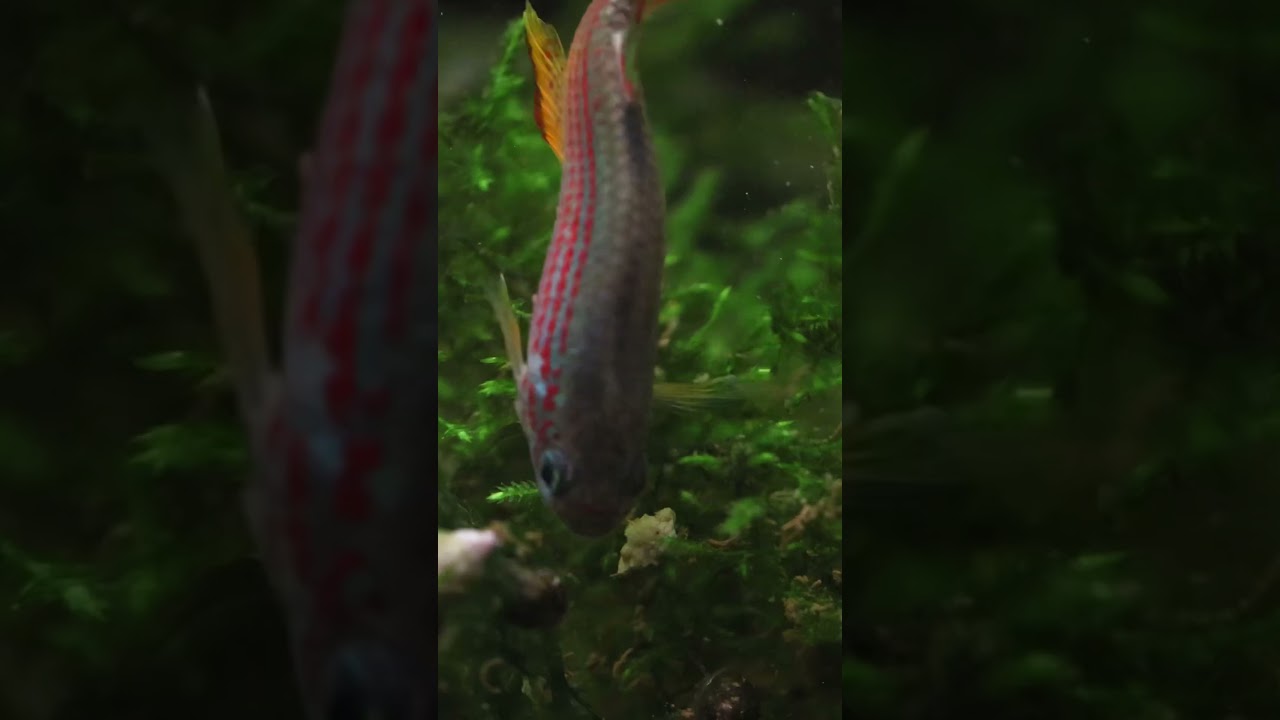 One of the best killifish 💯