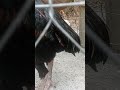 Ô không phao câu bạch đầu chỉ...