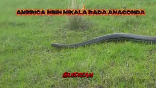 African Rock python spotted by Jason moolman on a farm in Ballito #song #new#viral #viralvideo #usa 