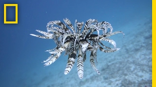 Watch: Entrancing Sea Creature Glides Through Water | National Geographic Watch this mesmerizing feather star swim through the ocean. A type of crinoid, feather stars evolved to swim to evade predators.
➡ Subscribe: http://bit.ly/NatGeoSubscribe

About National Geographic:
National Geographic is the world's premium destination for science, exploration, and adventure. Through their world-class scientists, photographers, journalists, and filmmakers, Nat Geo gets you closer to the stories that matter and past the edge of what's possible.

Get More National Geographic:
Official Site: http://bit.ly/NatGeoOfficialSite
Facebook: http://bit.ly/FBNatGeo
Twitter: http://bit.ly/NatGeoTwitter
Instagram: http://bit.ly/NatGeoInsta

Click here to read more about the feather star.
http://news.nationalgeographic.com/2016/12/swimming-feather-star-video-crinoid-thailand/

Watch: Entrancing Sea Creature Glides Through Water | National Geographic
https://youtu.be/_u6lJ7EEzak

National Geographic
https://www.youtube.com/natgeo