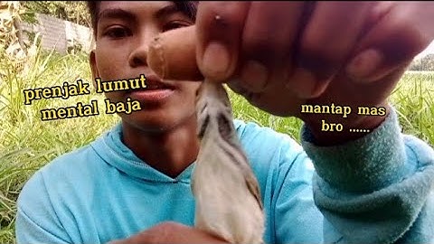mikat burung prenjak lumut mental baja, sudah lepas kana lagi