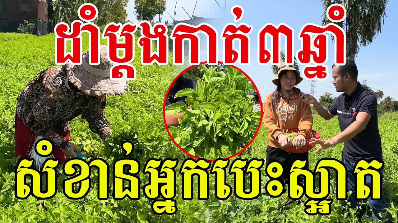 ដាំម្ដងកាត់៣ឆ្នាំ សំខាន់អ្នកបេះស្អាត ពិតជាពូកែមែន