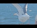WHY ARE SEAGULLS IMPORTANT TO MARINERS!? #seagulls