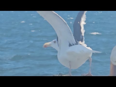 WHY ARE SEAGULLS IMPORTANT TO MARINERS!? #seagulls