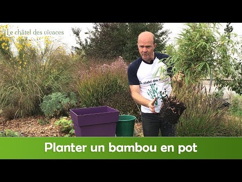 Vidéo: Cultiver du bambou dans des conteneurs - Comment prendre soin du bambou dans des conteneurs