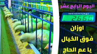 اليوم ( 14 ) || اوزان سوبر السوبر // دوره الصيف