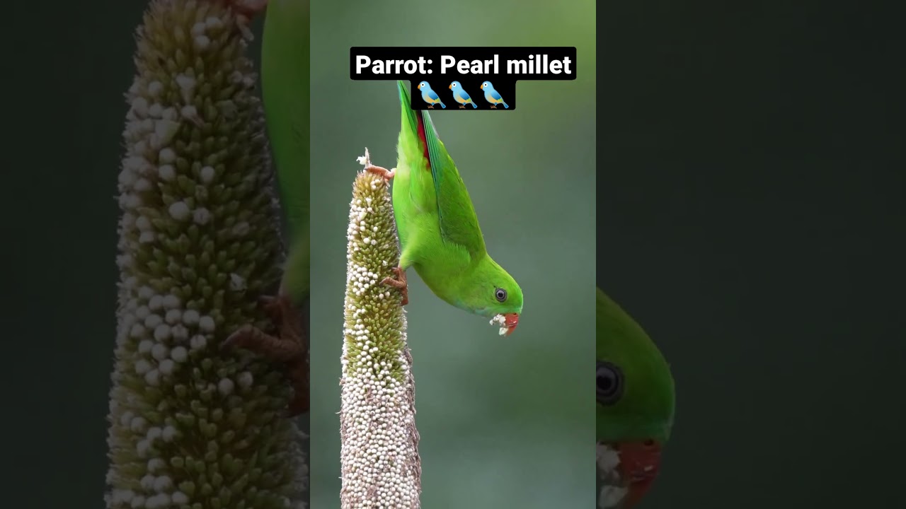 Parrot: Pearl millet🐦