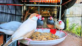 Colorful Java Sparrows Gathering for Morning Breakfast! 🌾✨