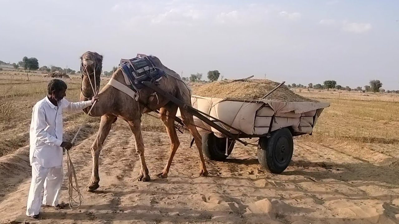 मेरे पापा की camel cart driving full weight camel cart hard work