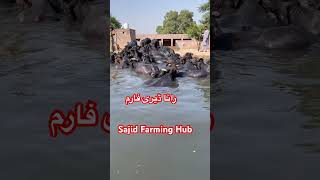 Sajid Farming Hub