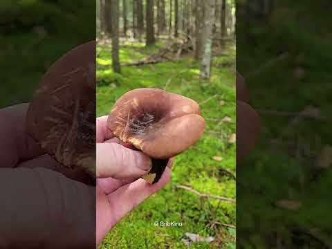 Video: Dunka - dödlig giftig svamp