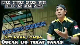 Setingan Cucak ijo telat panas‼️Jebol fighter dan emosi di Gantangan