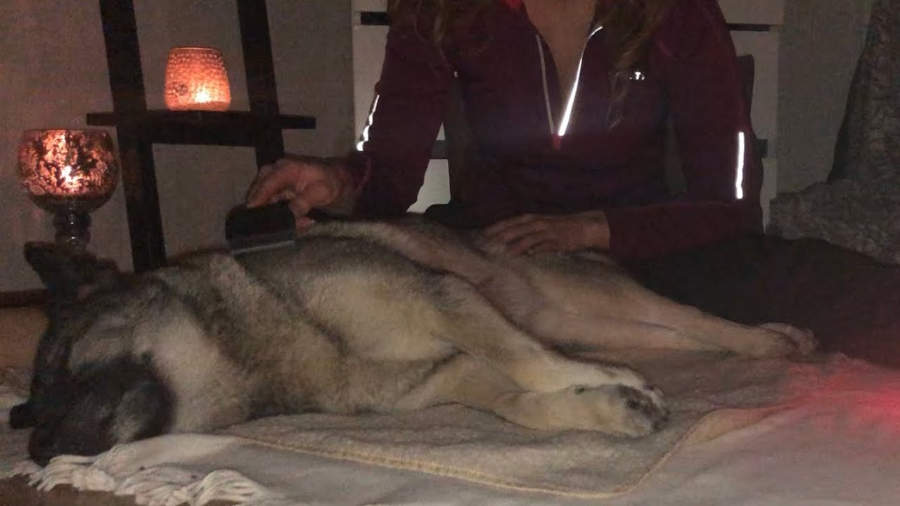 ASMR | Relaxing Gentle Brushing Dog {soft spoken} #doglover #calm #relax #enjoy #asmr