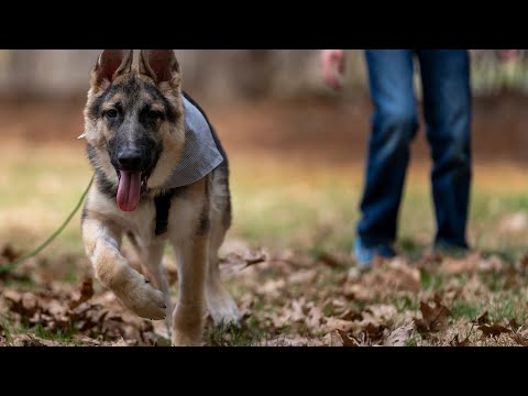 A Dog With A 2nd Penis And Extra Limbs Gets A Chance At A Normal Life Thanks To Veterinarian