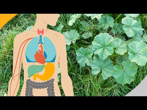 تعرف على فوائد عشبة عباءة السيدة الصحية والعلاجية