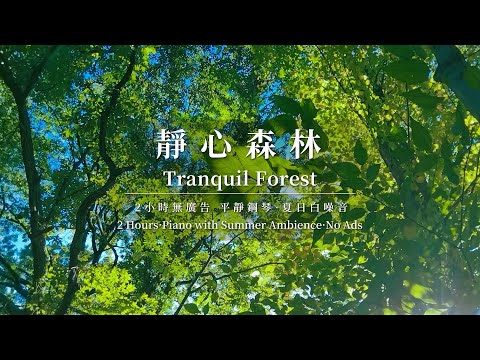 【鋼琴與森林白噪音】 2小時放鬆音樂 | 2-Hour Peaceful Piano & Forest White Noise