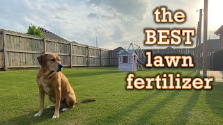 Best Lawn Fertilizer for Lawn Care Beginners // 3 Tips to Pick the Right Fertilizer for Your Grass