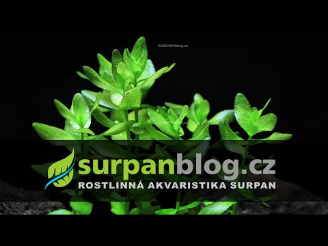 Video: Bacopa Karolinska - Dekorasjon Av Reservoarer