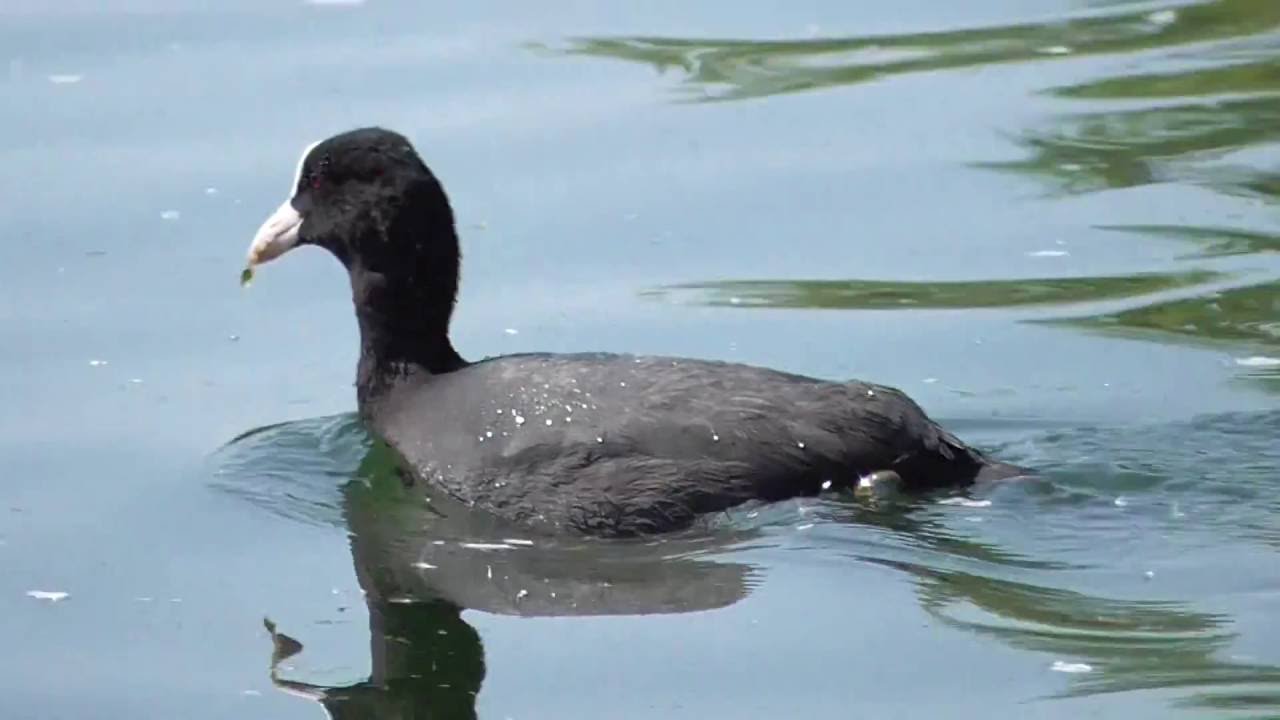 Coot Bird Diving Lake Nature Wildlife North Wales