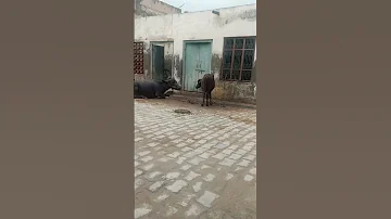 Taras Nahin Aaya Na Dekhi Meri Majburiyan 