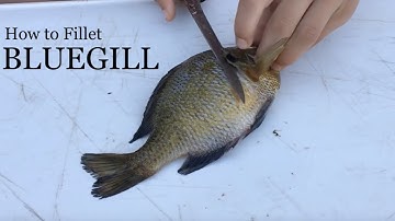 How to Fillet a Bluegill - Simple Instructions with Demonstration