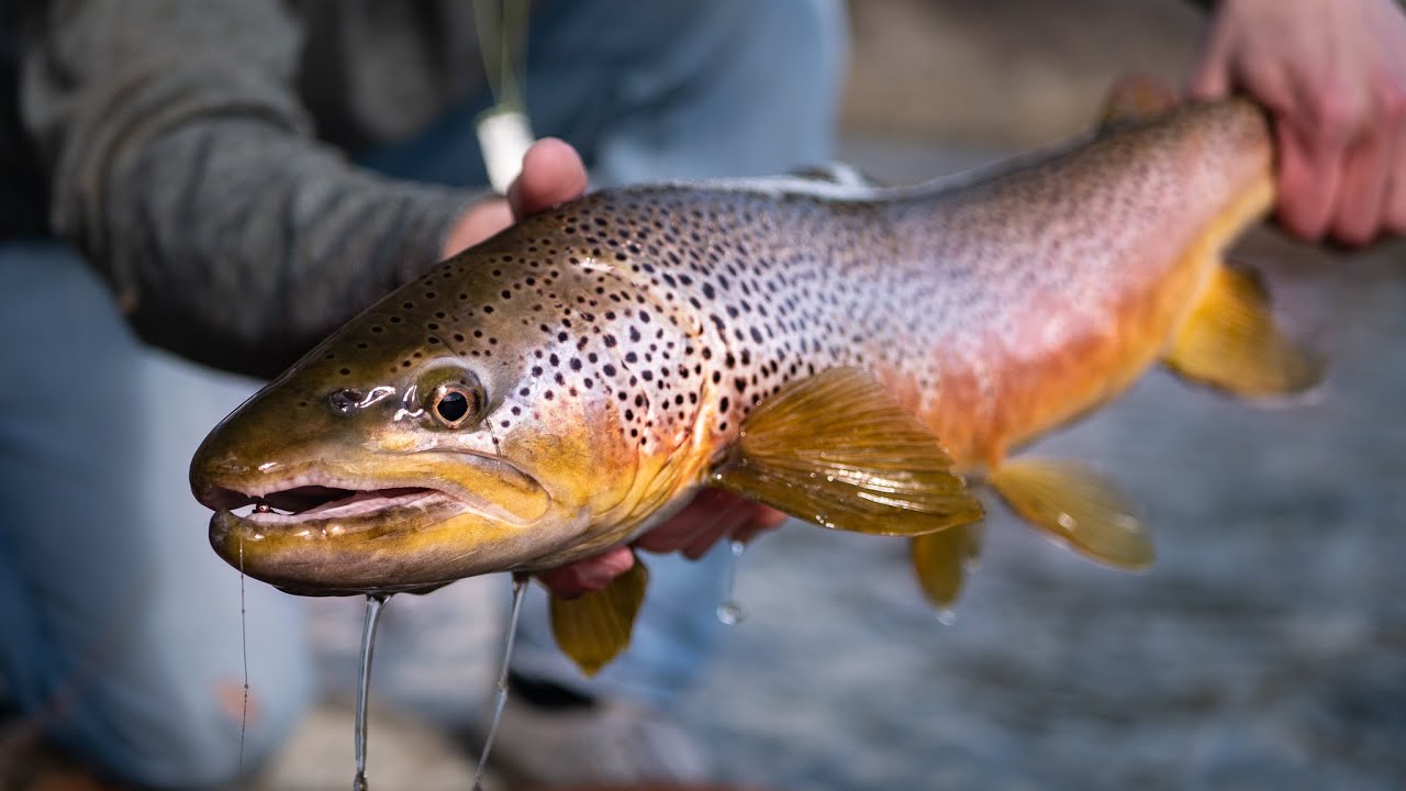 Catching HUGE brown trout in small Montana Creek YouTube