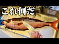 【身がヤバい】デカい金魚みたいな魚を捌くと…。