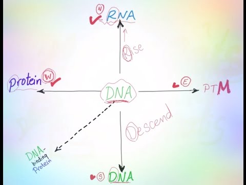 Blotting in Biochemistry; the "directions" mnemonic. Northern blot, Western blot, Southern blot,...