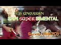 sapi super simental BIB ungaran  BARATA (61670)   #Ungaran