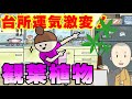 台所に置くだけでヤバイくらい運気を爆上げする観葉植物を解説！