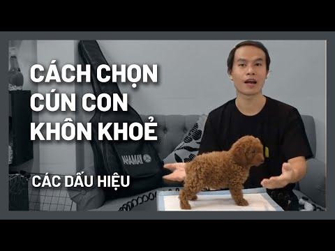 Video: Chó Con Hỗn Hợp Hay Thuần Chủng: Loại Nào Tốt Hơn?
